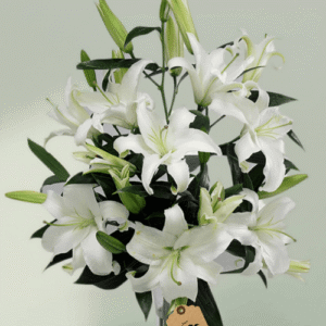 Lily