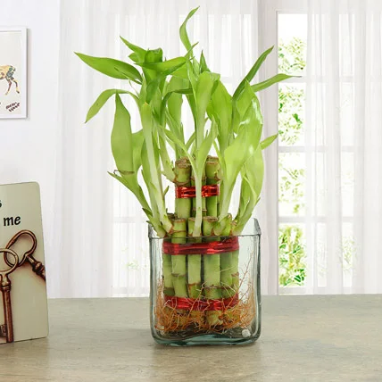 Good Luck Plant Lucky Bamboo
