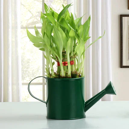 Feng Shui Bamboo Plant